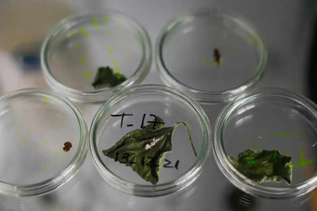 Biopesticidas