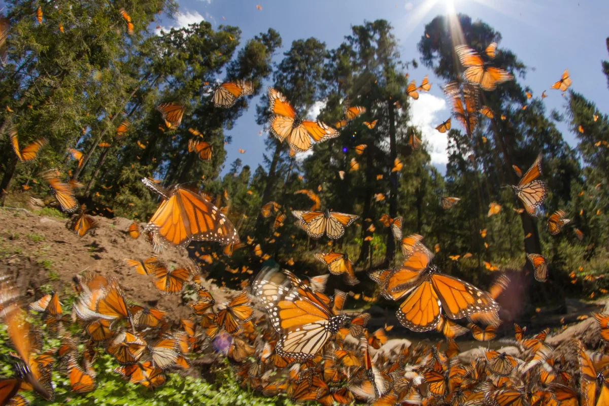 Mariposas Monarca México