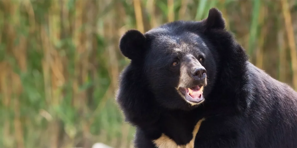 Hombre se corta un brazo para escapar del ataque de un oso enjaulado