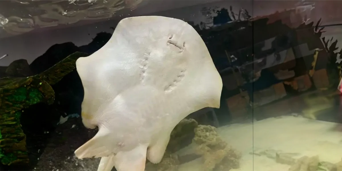 Es la sensación del acuario: este pez raya espera crías sin tener contacto con un macho