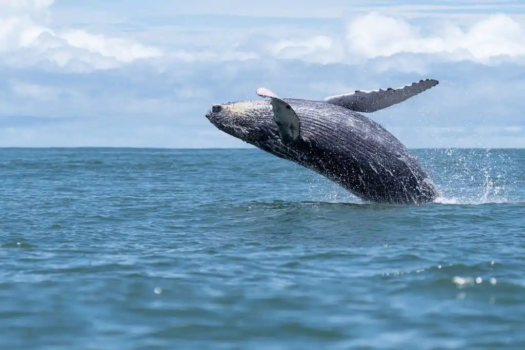Sonidos de ballenas