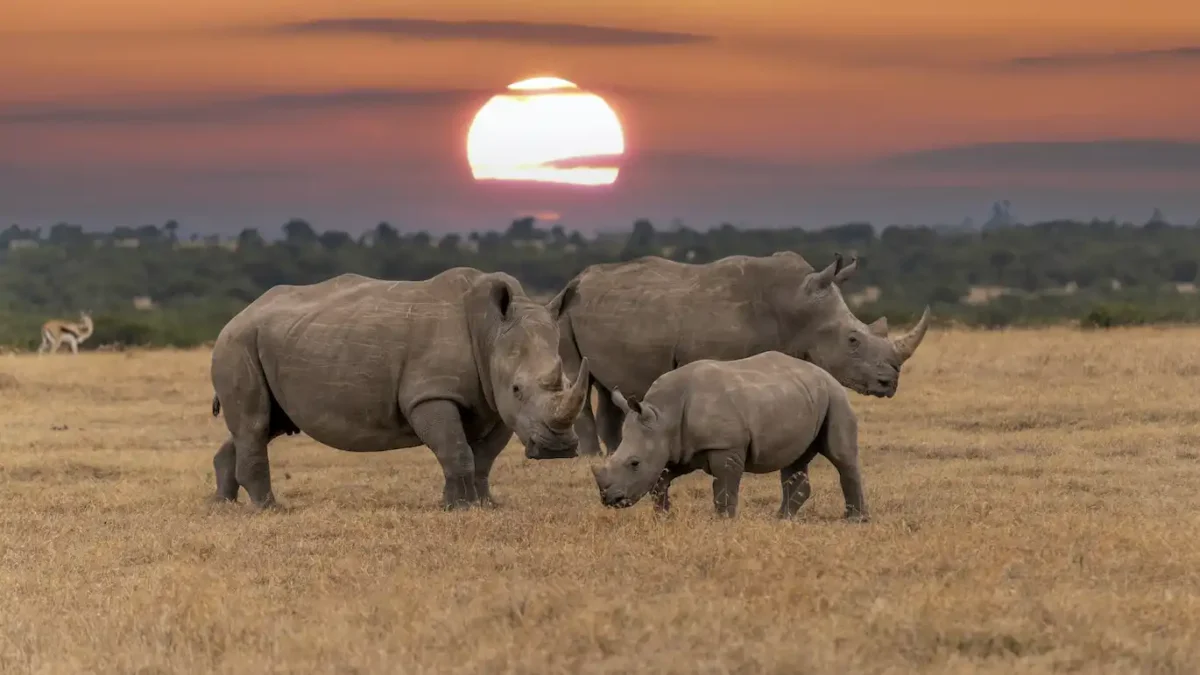 Sudáfrica rinocerontes