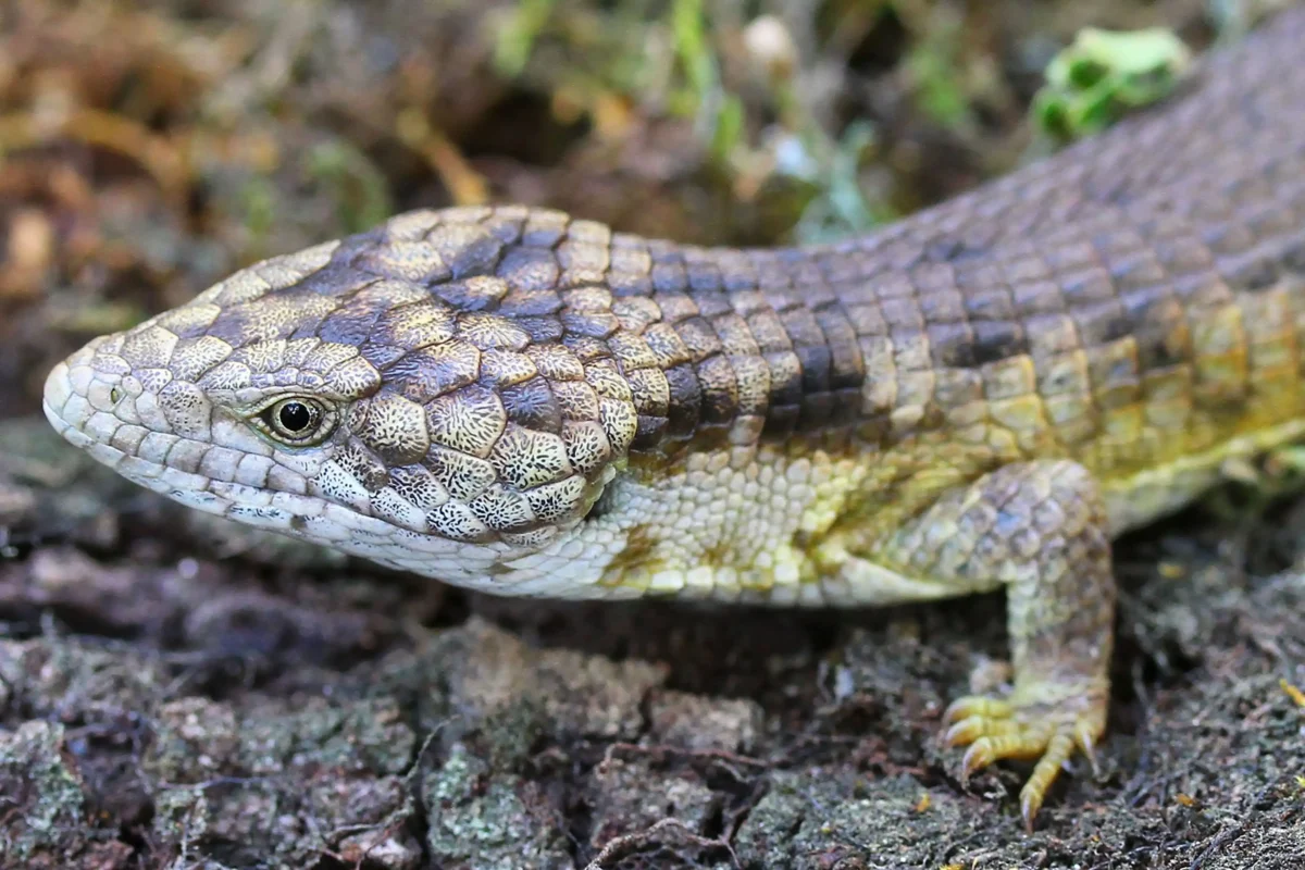 Conoce al dragoncito de Coapilla, la nueva especie de lagartija descubierta en Chiapas