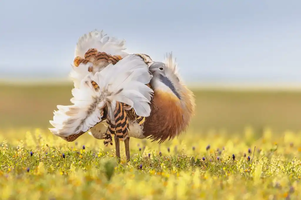 especies migratorias extinción