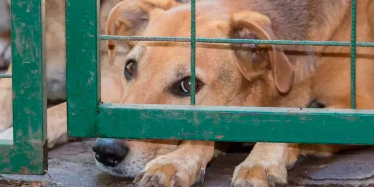 maltrato animal en Puebla