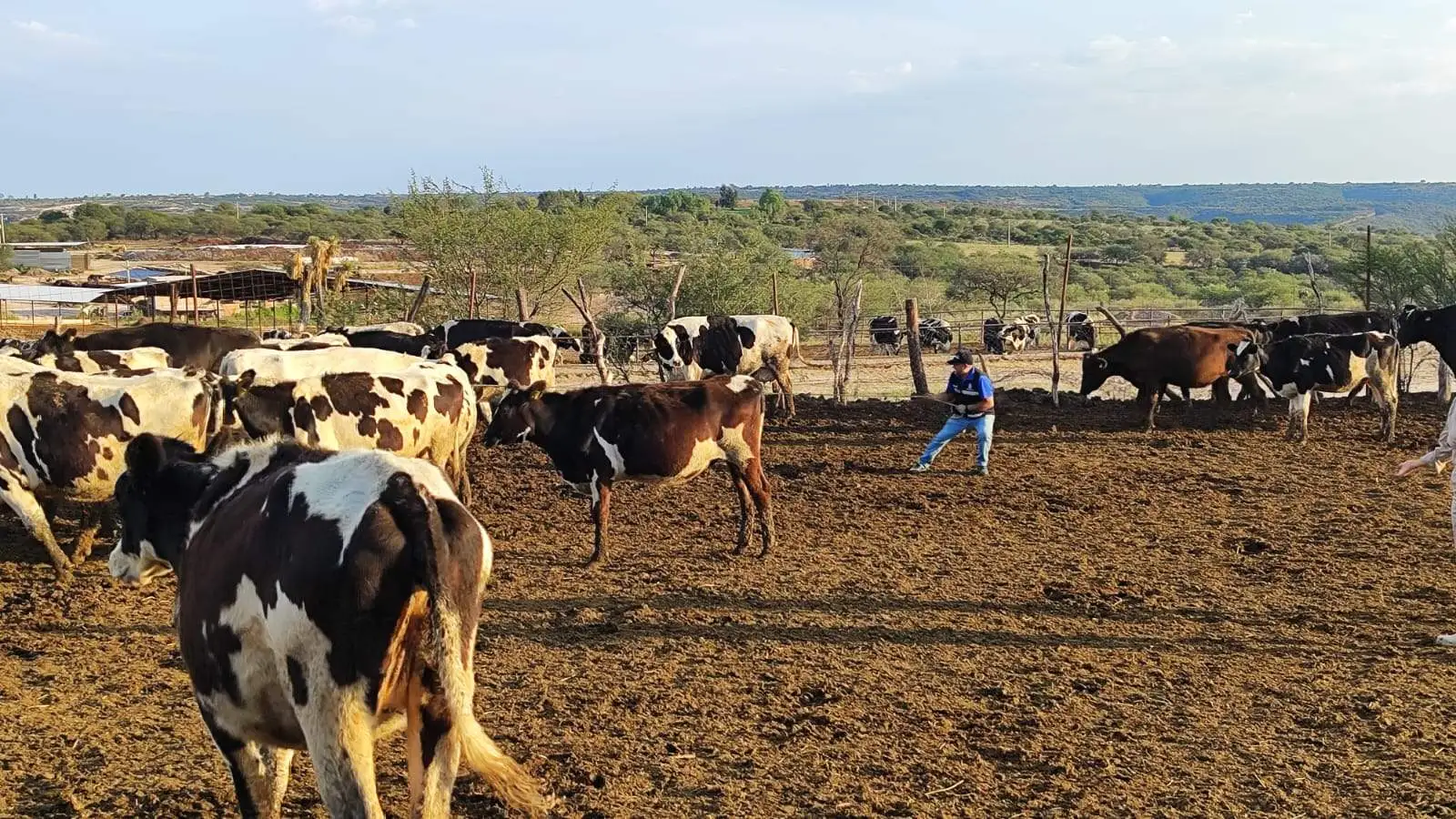 Se vacunará el ganado bovino y ovino en las Delegaciones Calvillito, Peñuelas, Pocitos y San Marcos