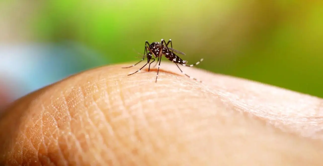 Infecciones arbovirales