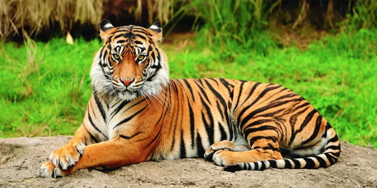Los grandes felinos tienen una notable habilidad: reconocen las voces humanas