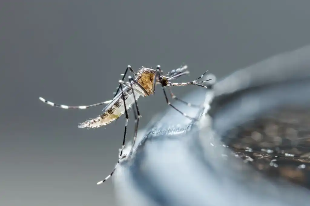 Mosquito tigre