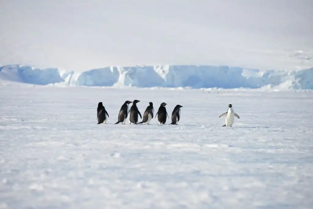 Investigadores detectan &#8216;insólita&#8217; gripe aviar en pingüinos de la Antártida