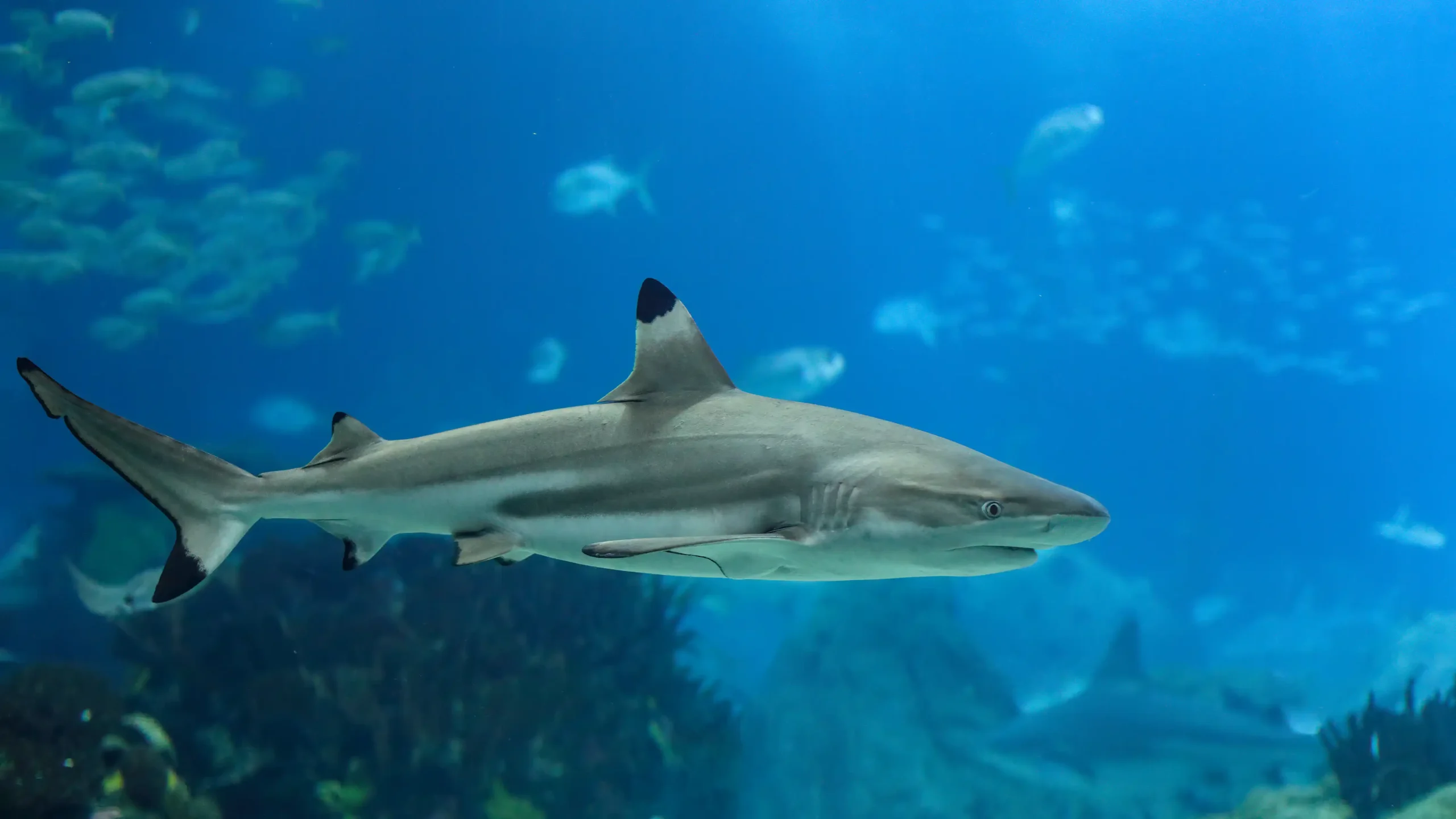 Tiburones al acecho: Florida es la región del mundo con más ataques a humanos