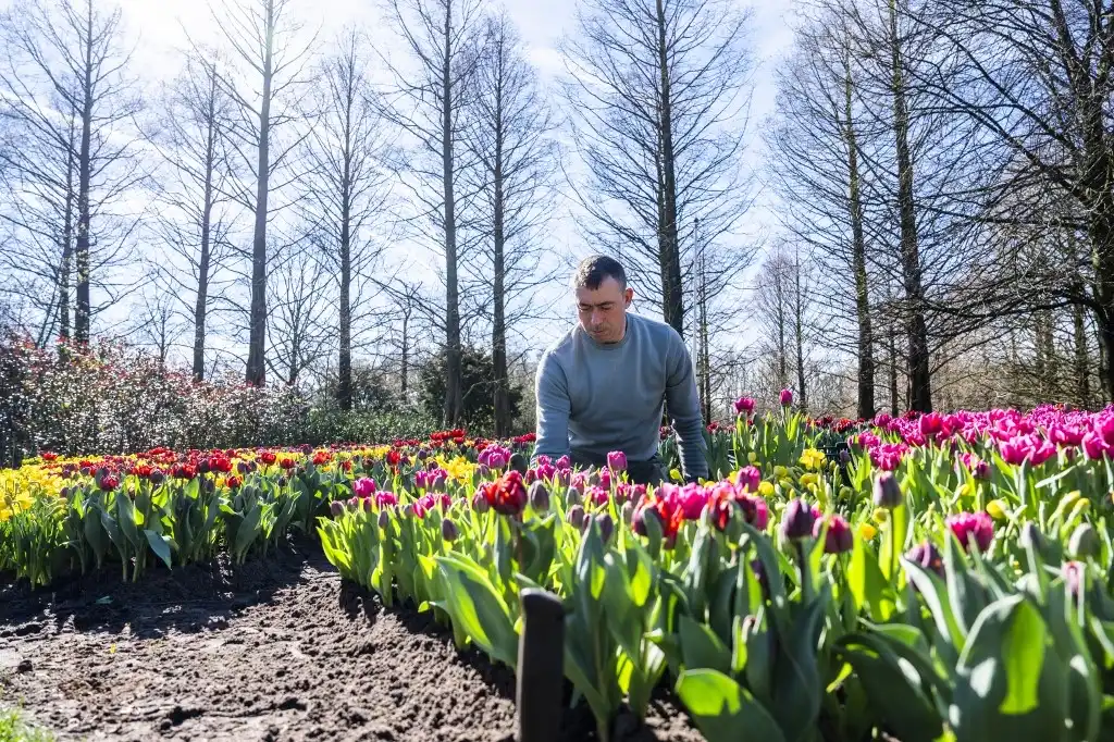 El jardín de tulipanes más grande del mundo