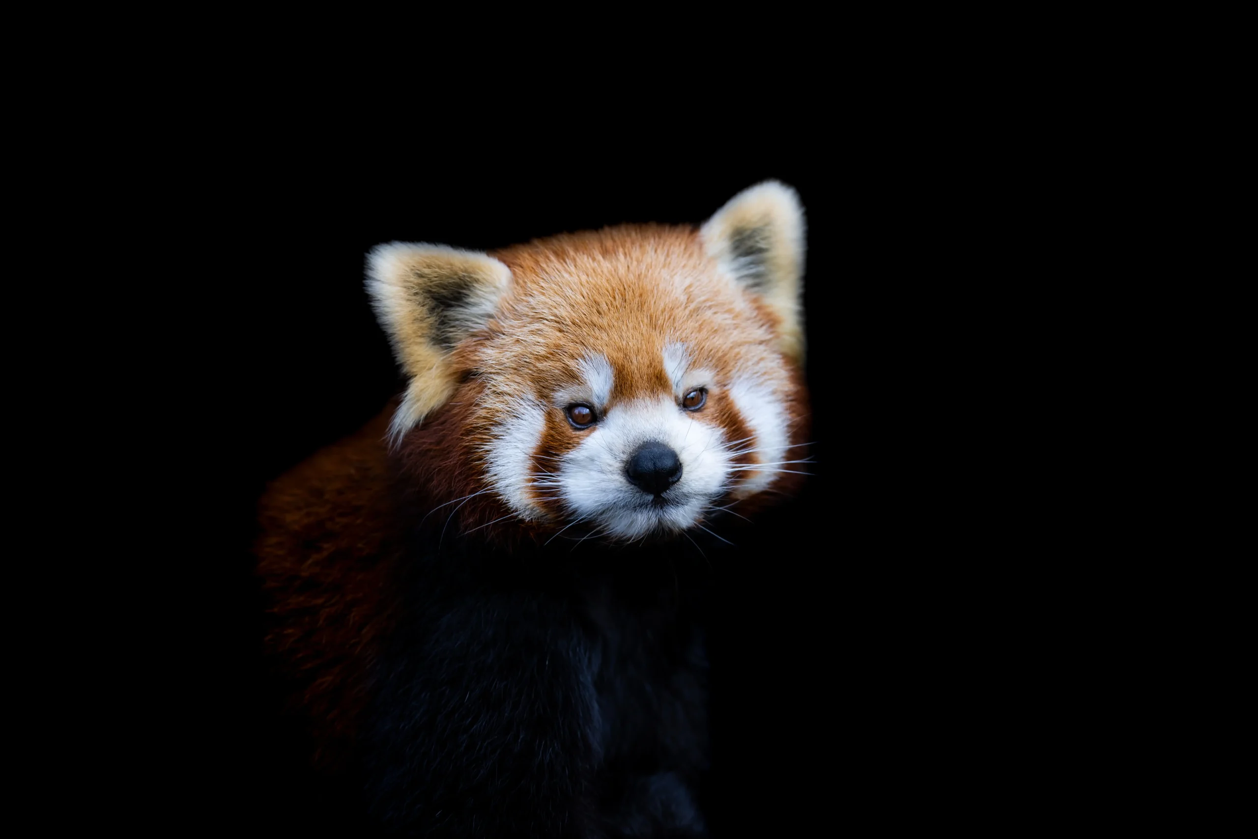 panda rojo