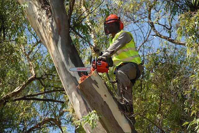 Por calor extremo, se han talado más de 600 árboles en la capital