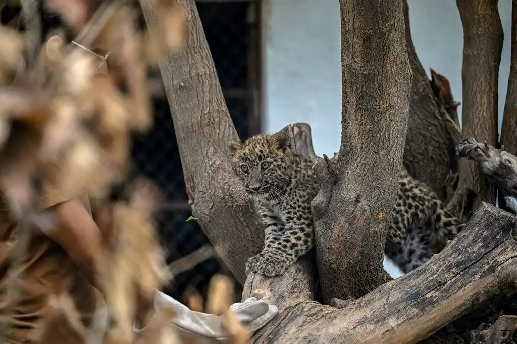 Antiguo zoológico de más de 40 años se convierte en un centro para animales maltratados