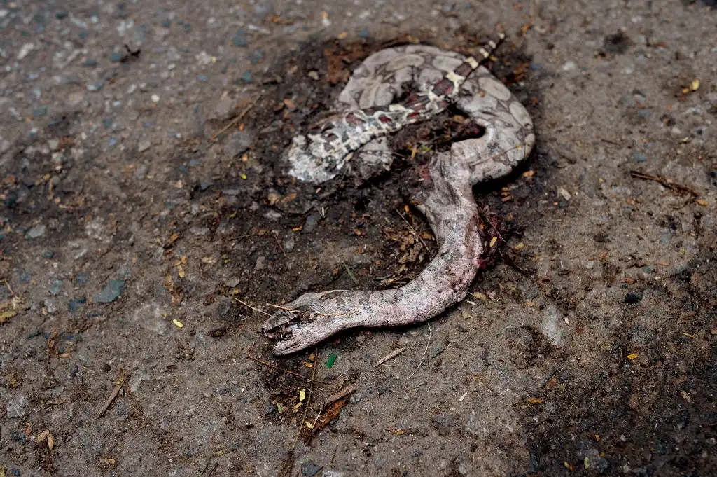 Brasil atropella 15 animales silvestres cada segundo; una aplicación con IA busca evitarlo