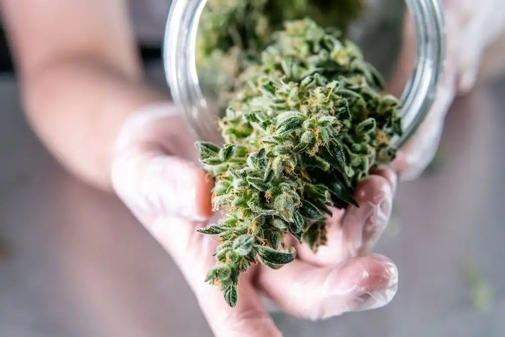El consumo lúdico del cannabis obtiene luz verde en Alemania: ‘Sale de la zona tabú’