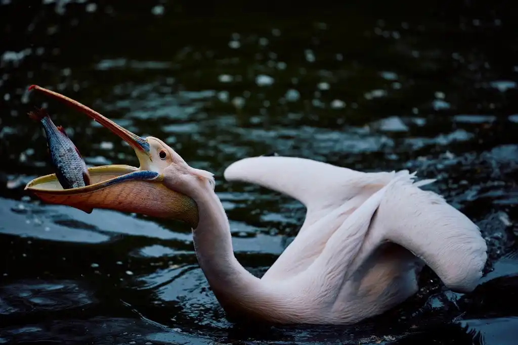 La pesca del pelícano