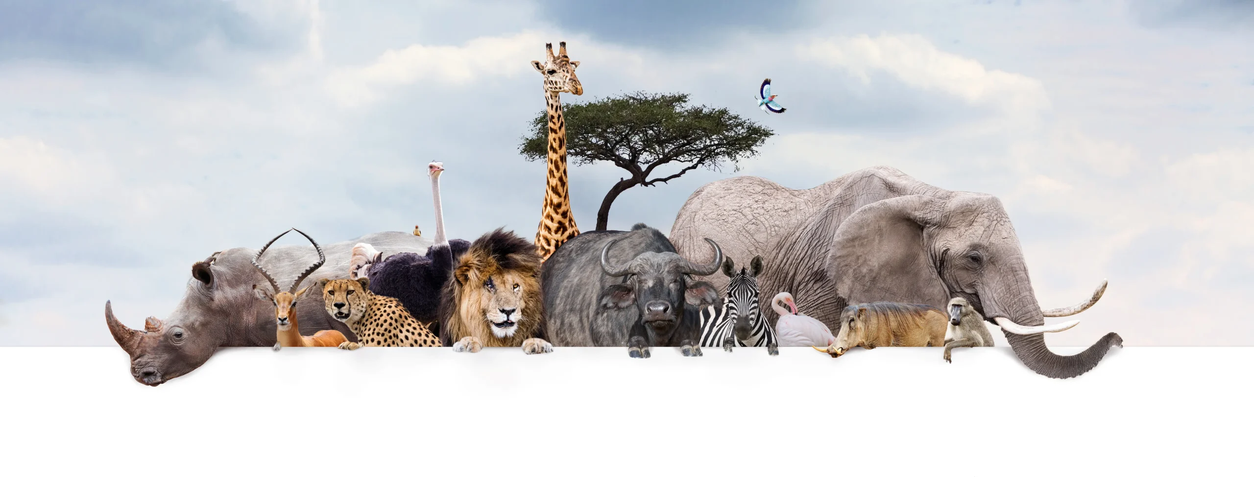 Qué animales son más vulnerables a la extinción por el cambio climático