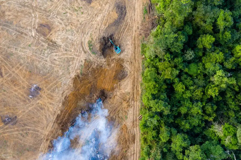 Mundo perdió selva