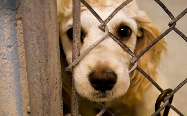 Medio Ambiente ha rescatado 16 de animales en lo que va de abril