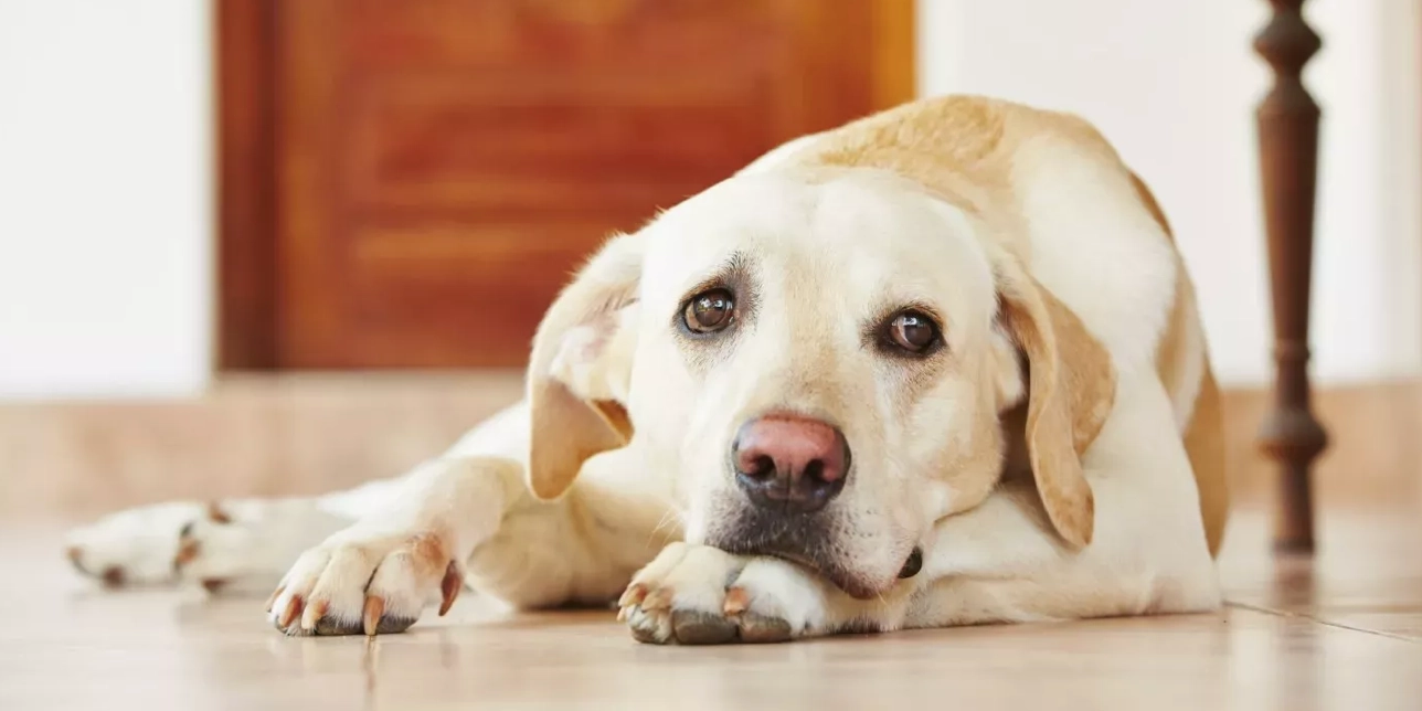 perros parvovirus