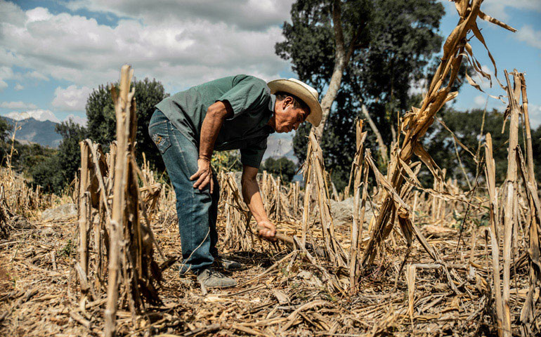 Sequía en Aguascalientes empuja a campesinos a emigrar hacia Estados Unidos