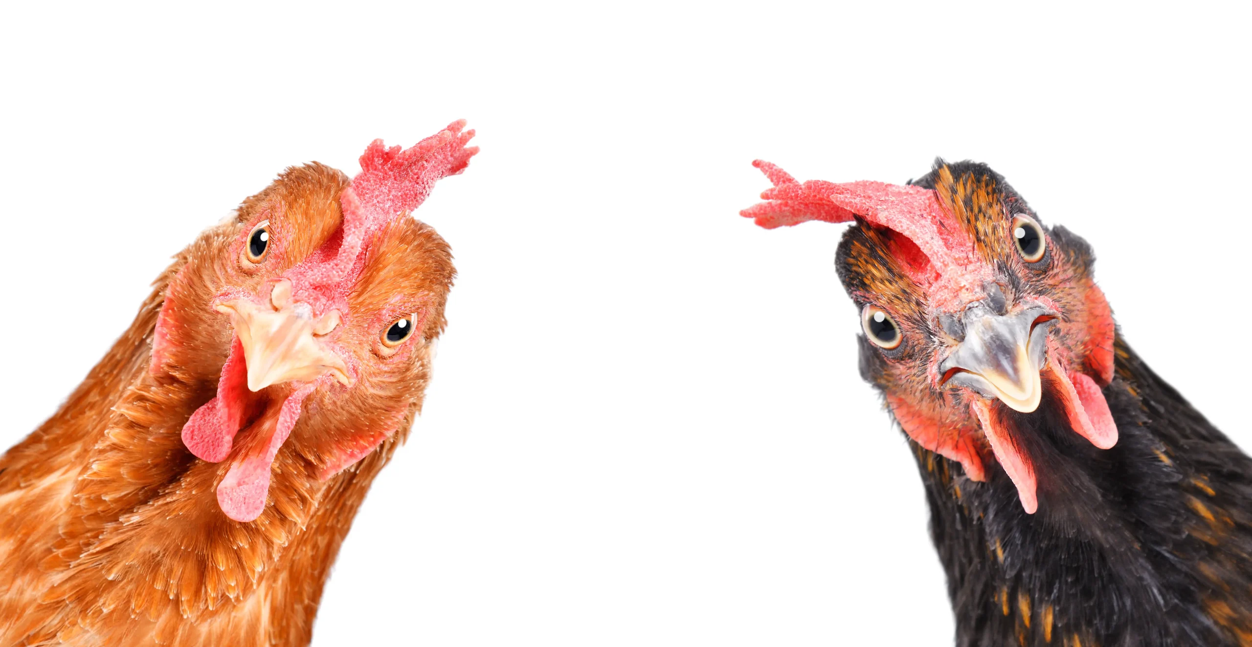 Las gallinas tienen emociones y así las expresan