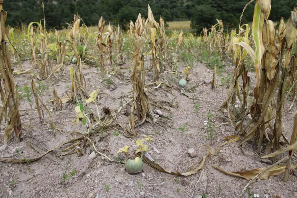 Declaratoria de emergencia por sequía no se dará pronto: SEDRAE