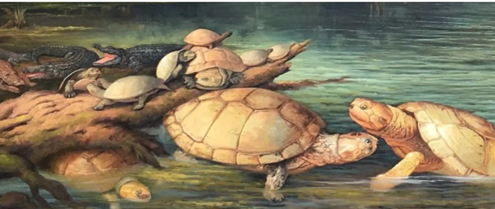 tortuga gigante