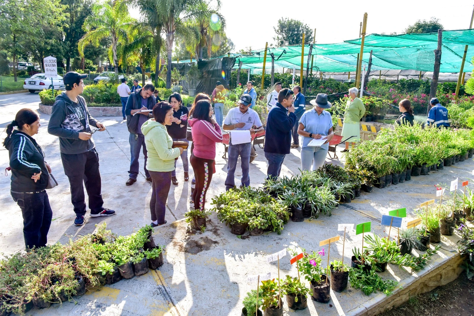 Este jueves, donación de plantas en el Vivero Municipal