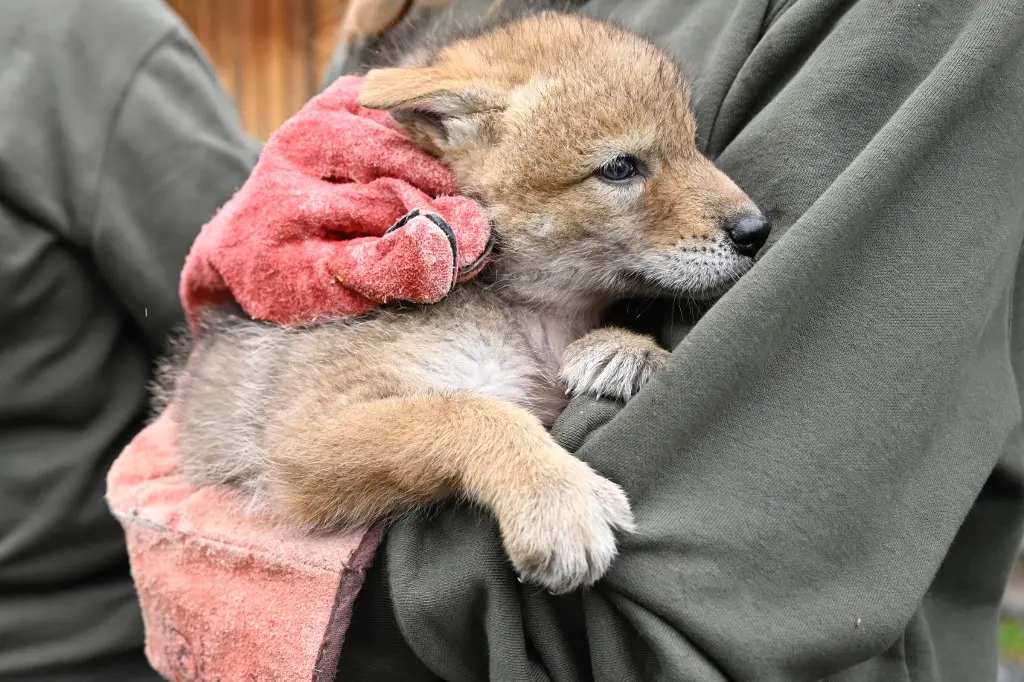 cachorros de coyote