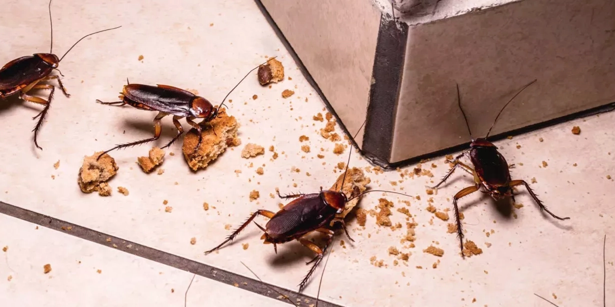 La ciencia revela cómo las cucarachas conquistaron el mundo
