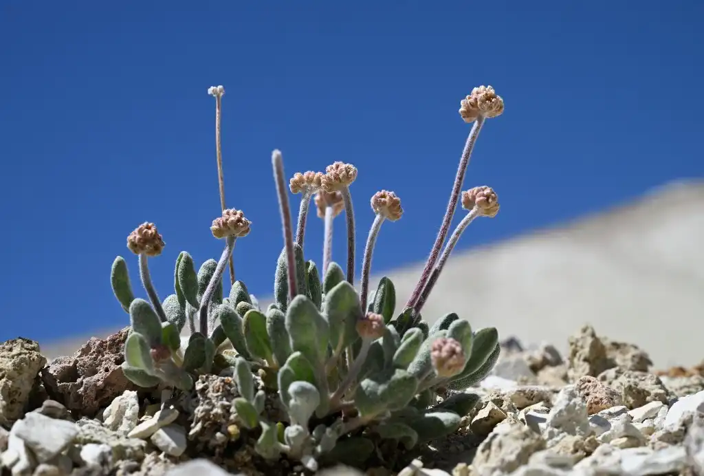 Esta flor de especie única está en riesgo de extinción ante la fiebre del litio