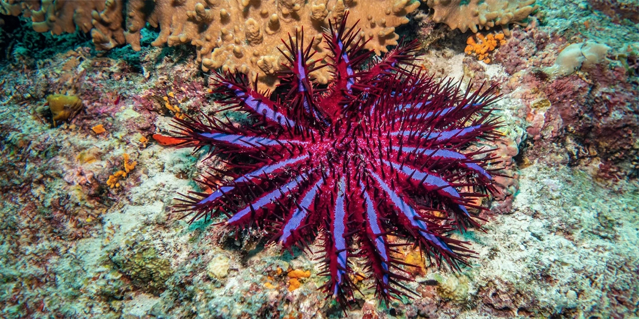 Con vinagre se mata a las estrellas de mar que destruyen la Gran Barrera de Coral