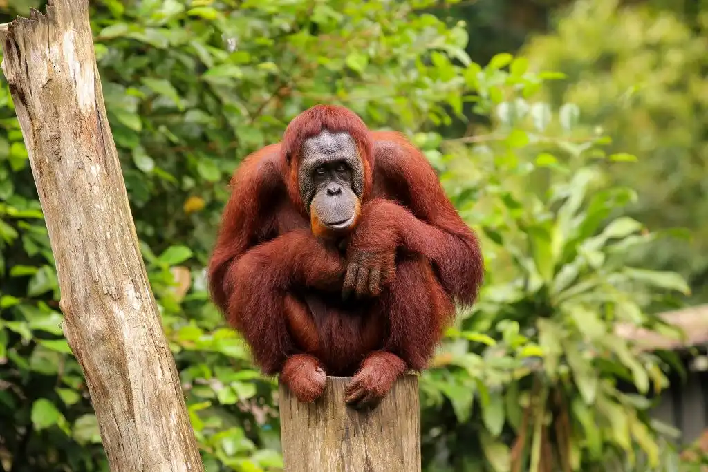 Orangután elabora ungüento