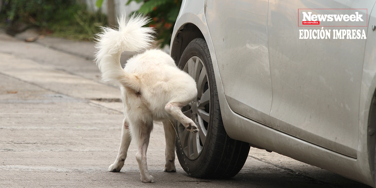Orina de perro