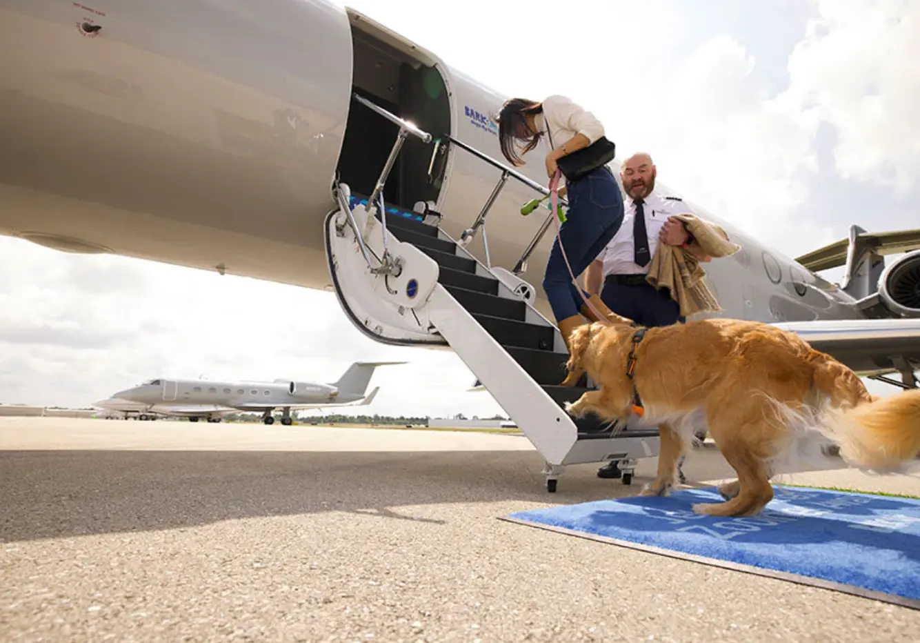 Perros aerolínea