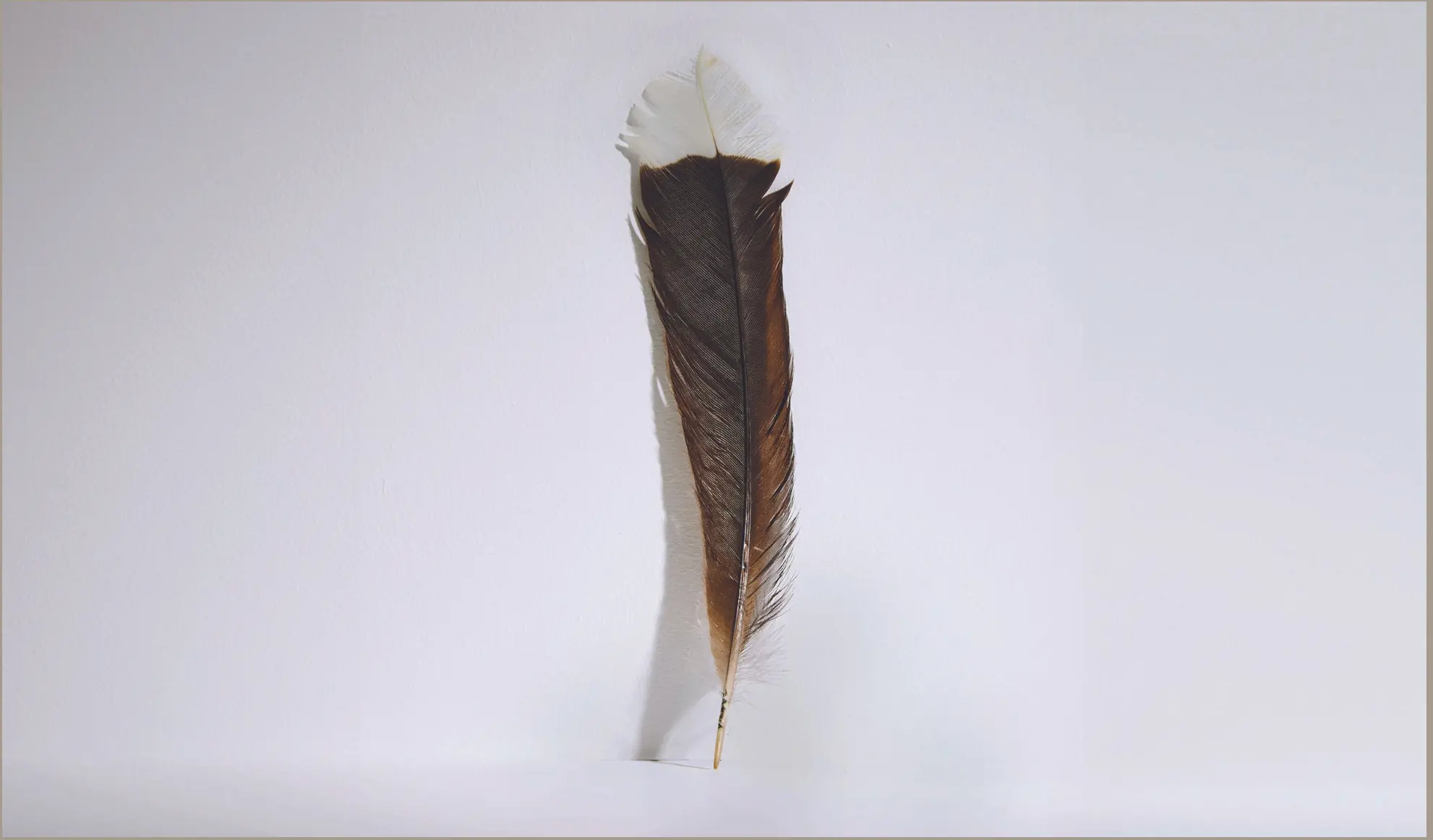 Pluma ave extinta