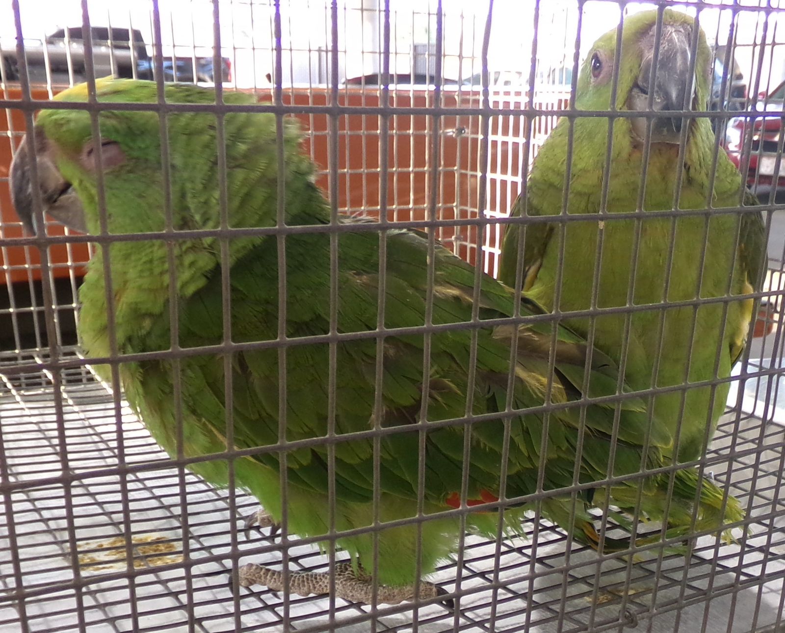 Contrabandistas capturados en el Puerto de Entrada de Otay Mesa por intentar traficar animales