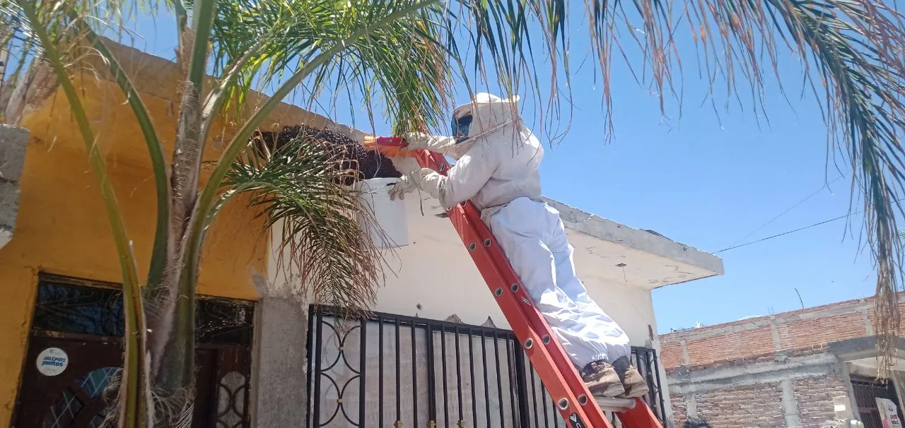 Jesús María emprende acciones para preservar la vida de las abejas