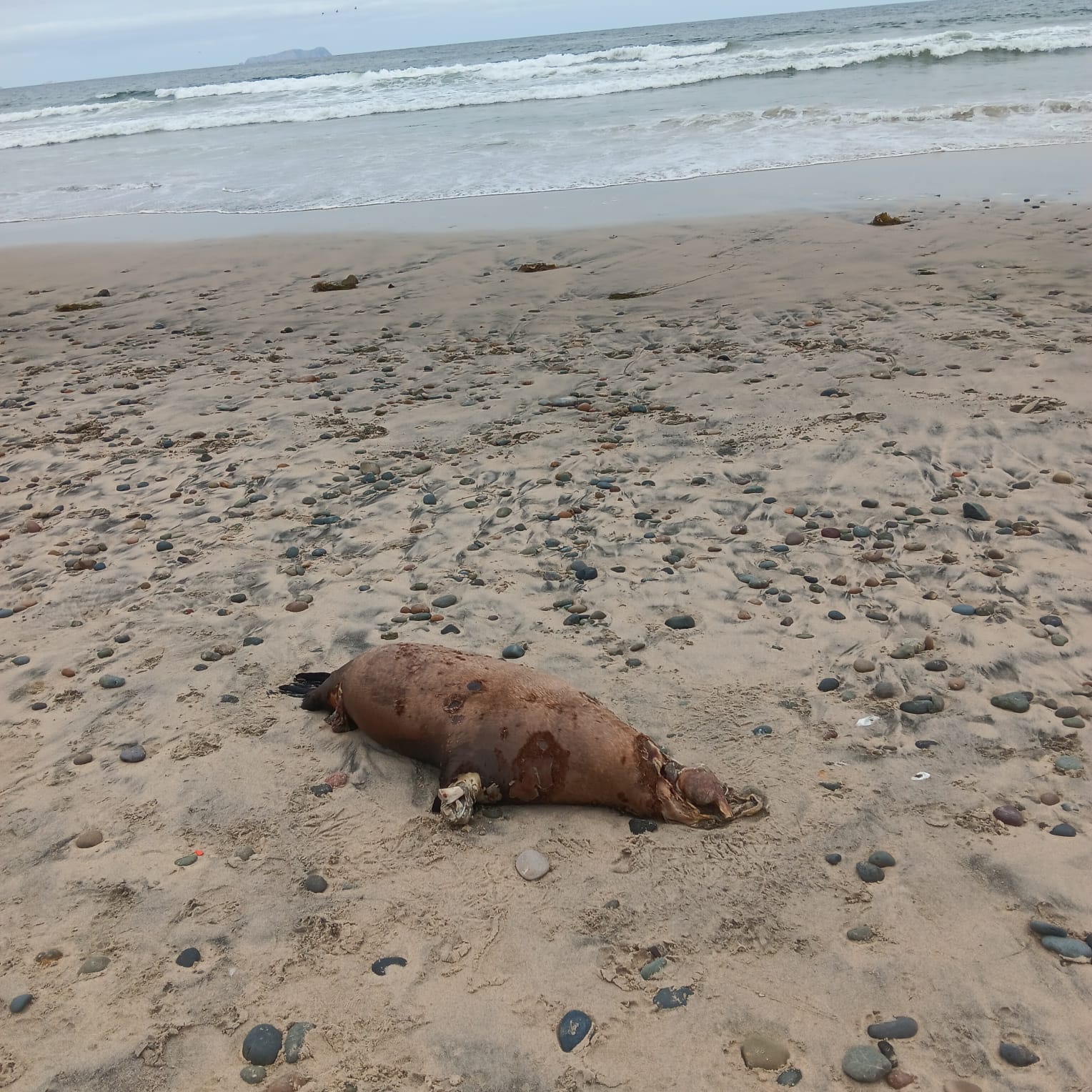 Segundo Hallazgo de Cadáver Marino en 15 Días en Playas de Tijuana