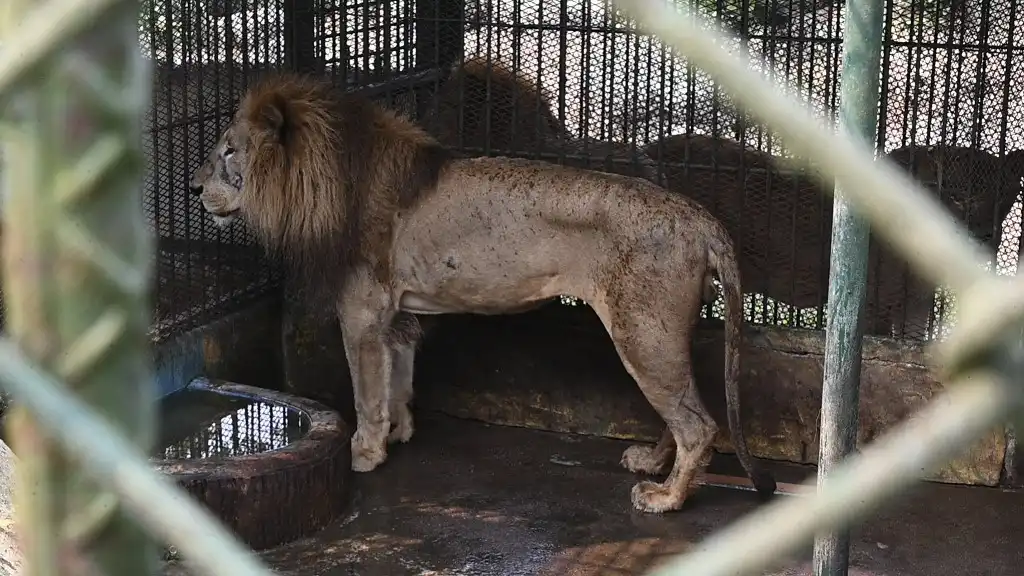 Animales del zoológico del narco hondureño mueren de hambre
