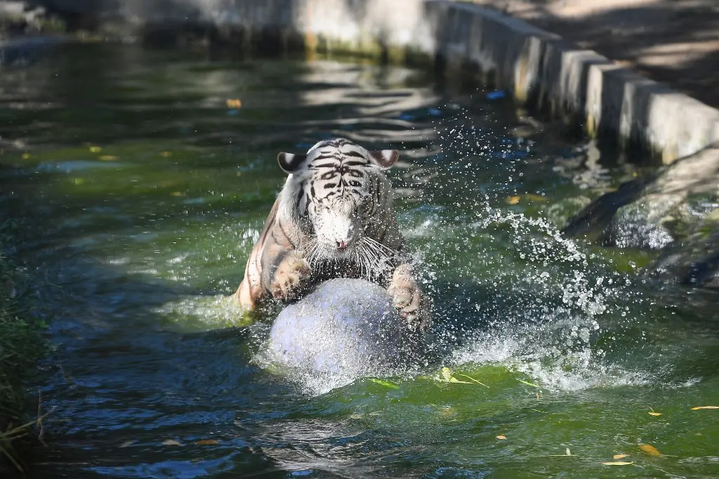 Sangre helada y abstinencia sexual, la fórmula para proteger del calor a los grandes felinos