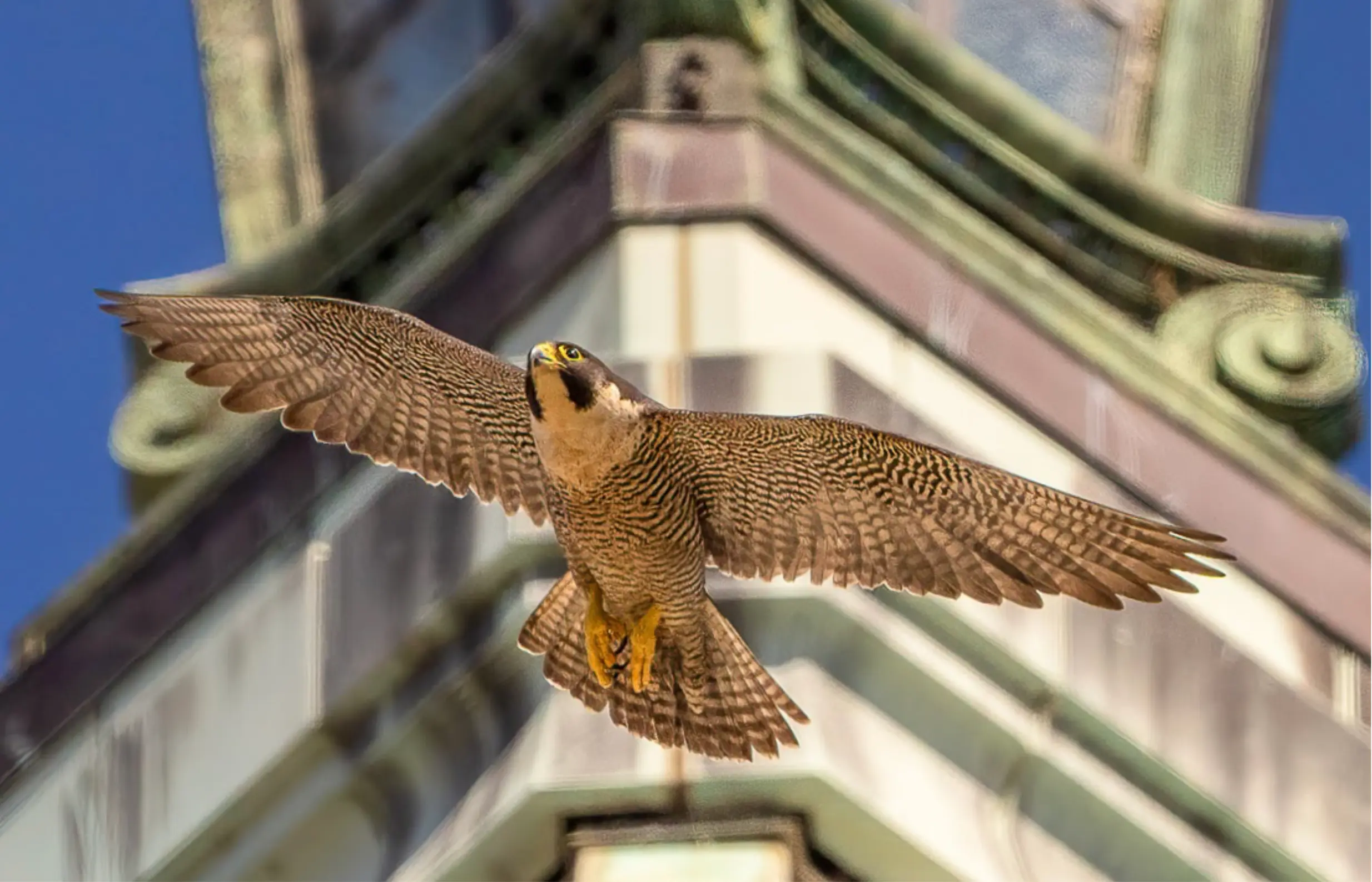 Halcones peregrinos: de la casi extinción a la celebridad global