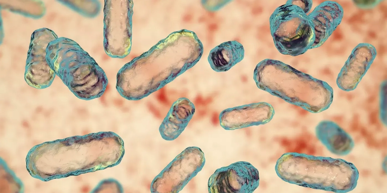 intestino comportamiento