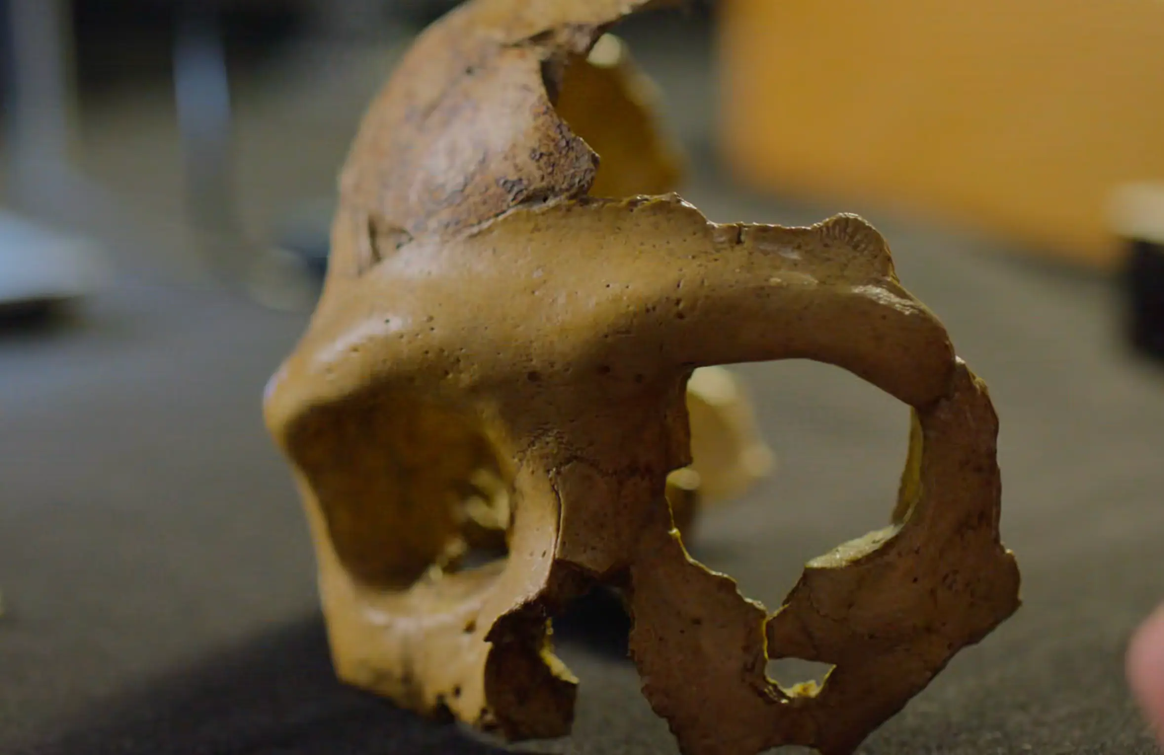 Así se ve el rostro reconstruido de una mujer neandertal; su cráneo fue hallado en Irak
