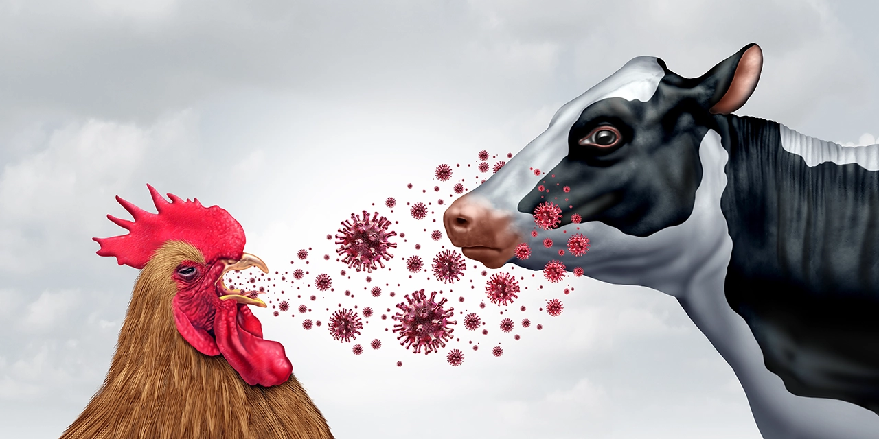 Influenza aviar: la pandemia que nos acecha