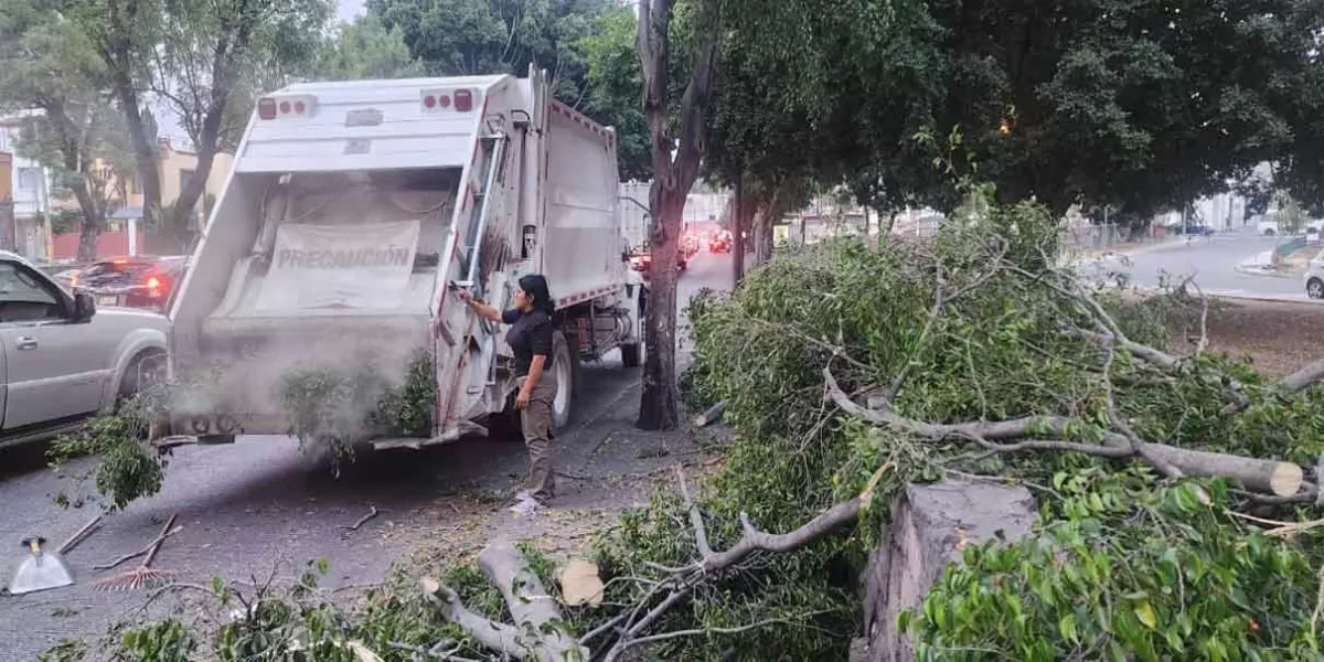 Ráfagas de viento en Puebla derriban árboles en la capital y dañan autos
