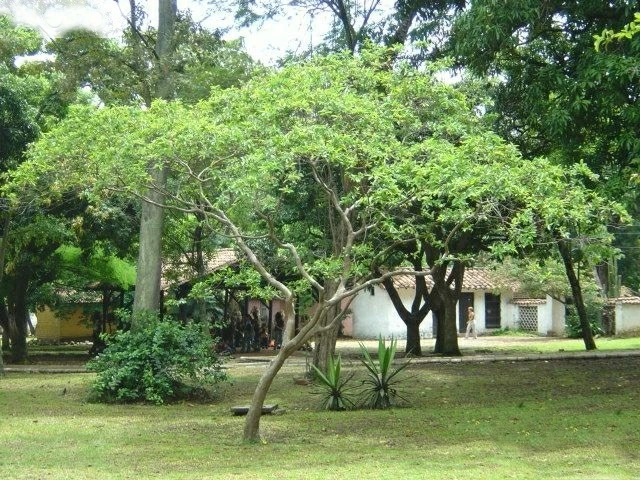 Diariamente se retira al menos un árbol por afectaciones a infraestructura